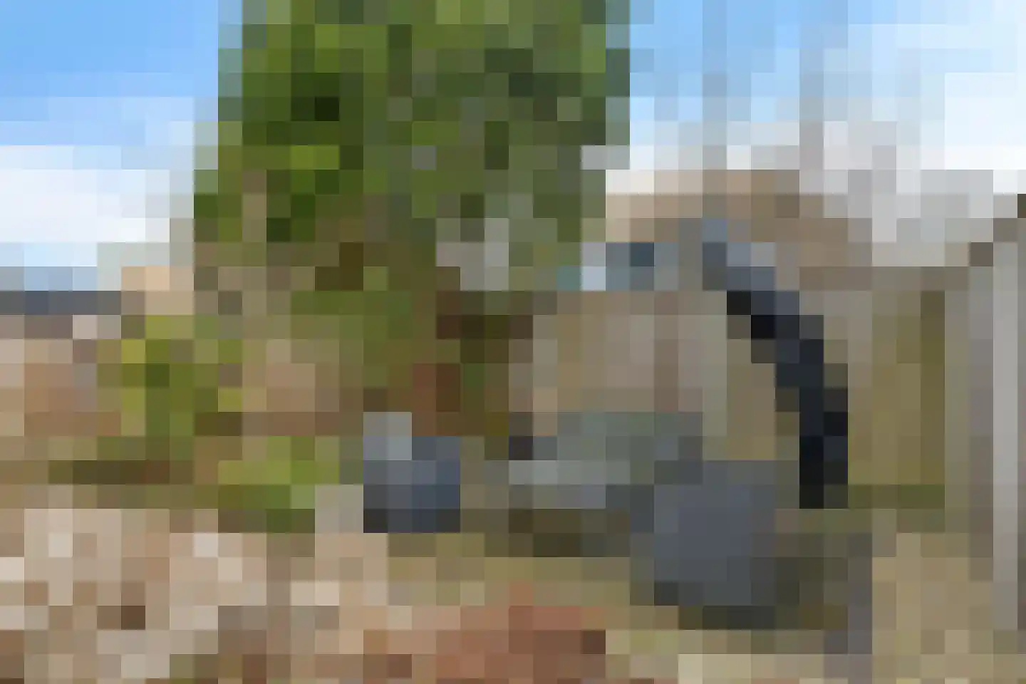 Duifkruid 23 Swifterbant thumbnail 35