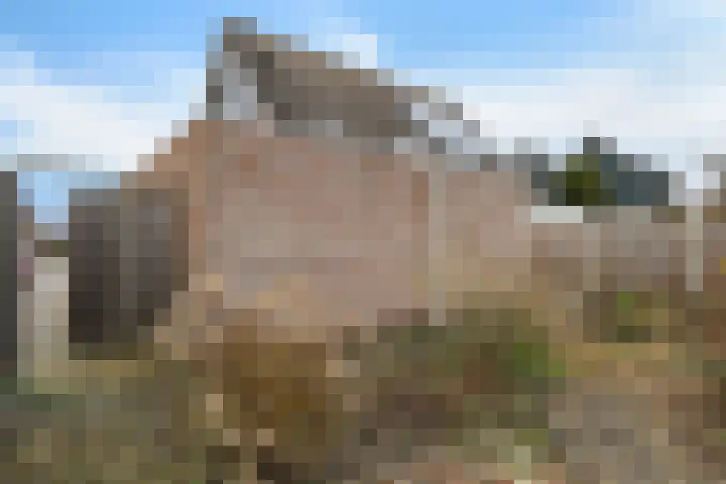 Duifkruid 23 Swifterbant thumbnail 36