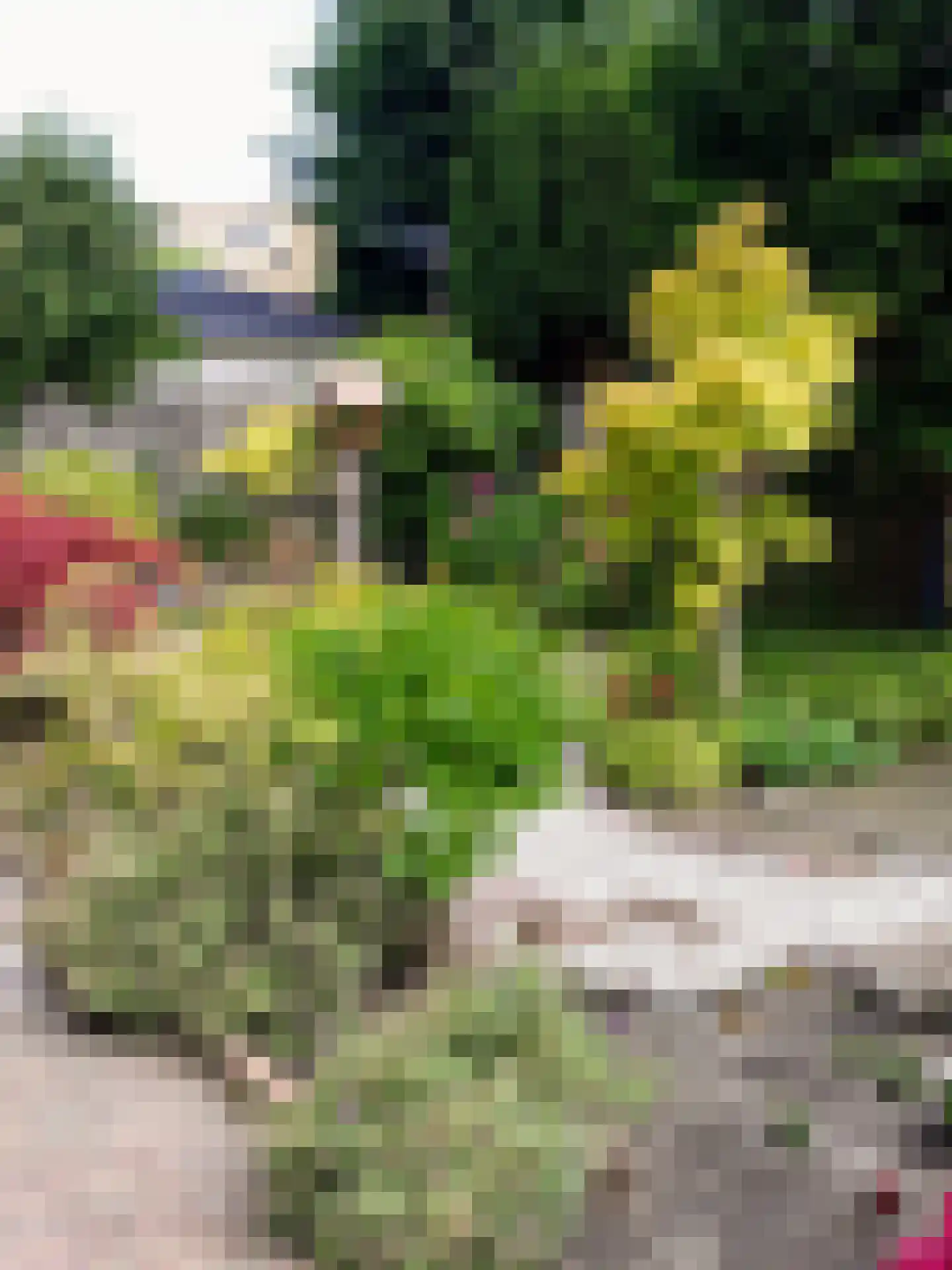 Duifkruid 23 Swifterbant thumbnail 42