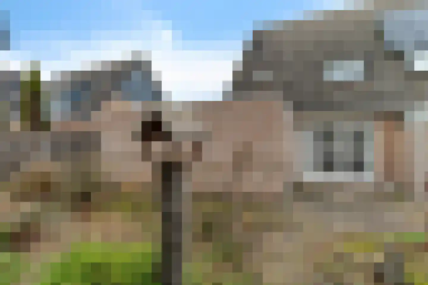 Duifkruid 23 Swifterbant thumbnail 5