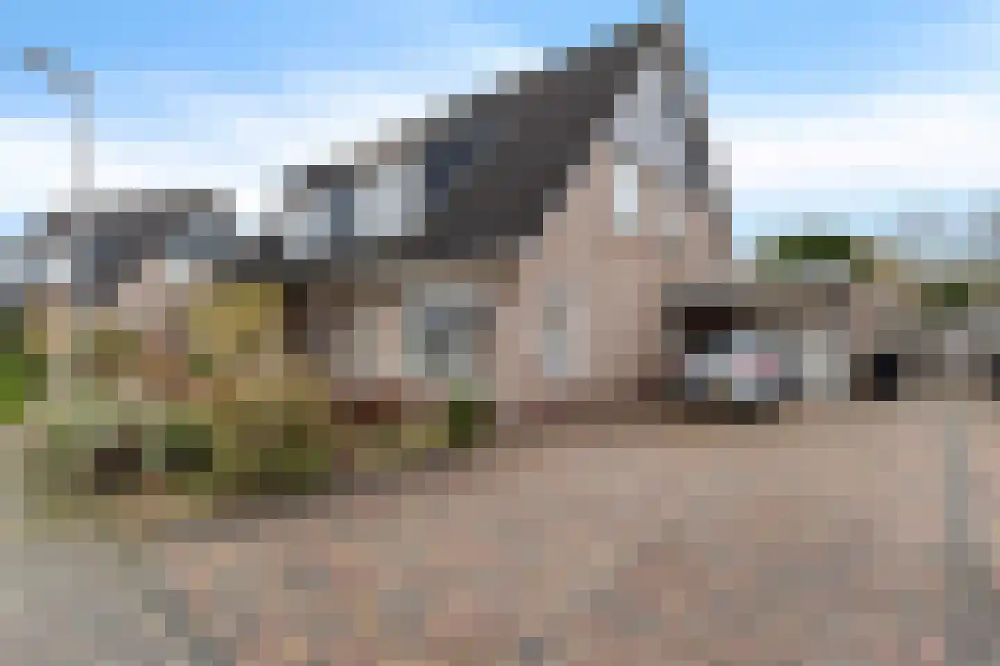 Duifkruid 23 Swifterbant thumbnail 6