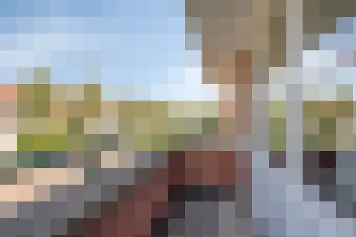 Duifkruid 24 Tiel thumbnail 19