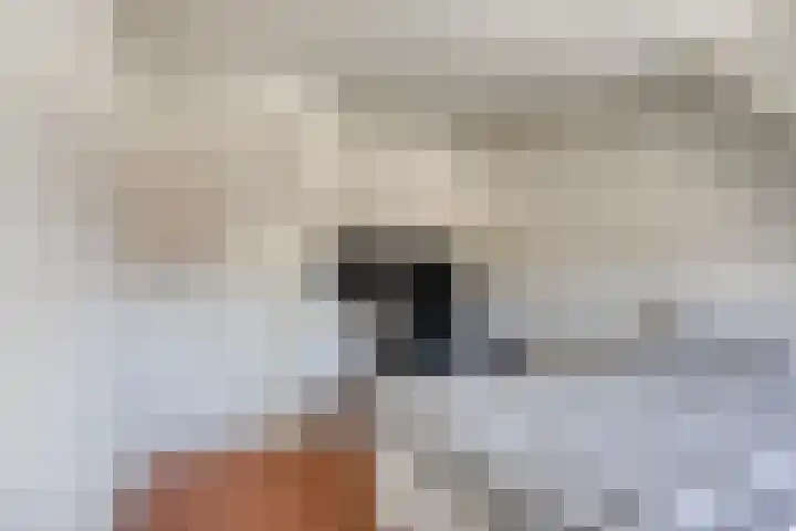 Duifkruid 24 Tiel thumbnail 25