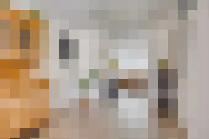 Duifkruid 24 Tiel thumbnail 8