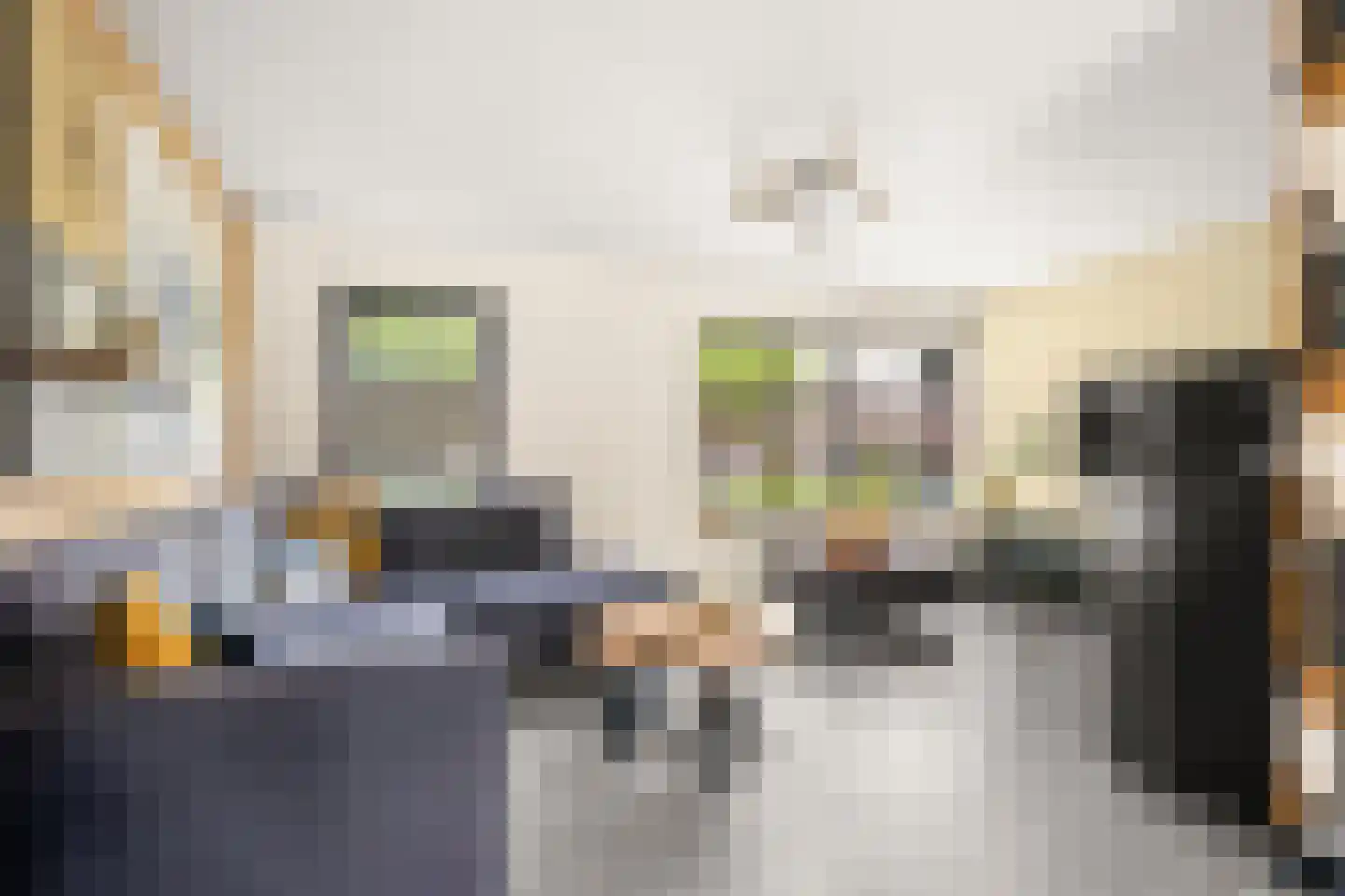 Duifkruid 33 Swifterbant thumbnail 10