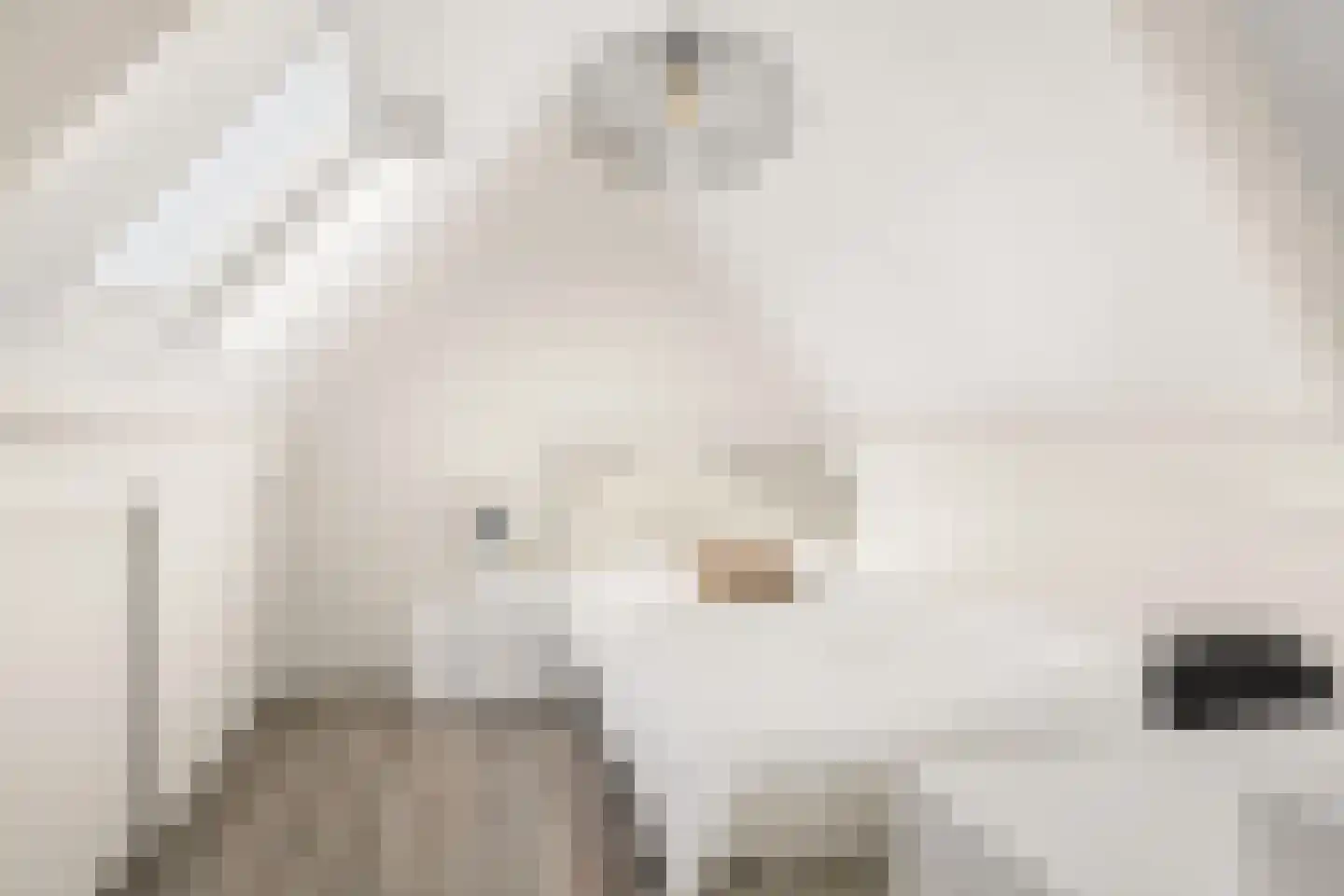Duifkruid 33 Swifterbant thumbnail 25