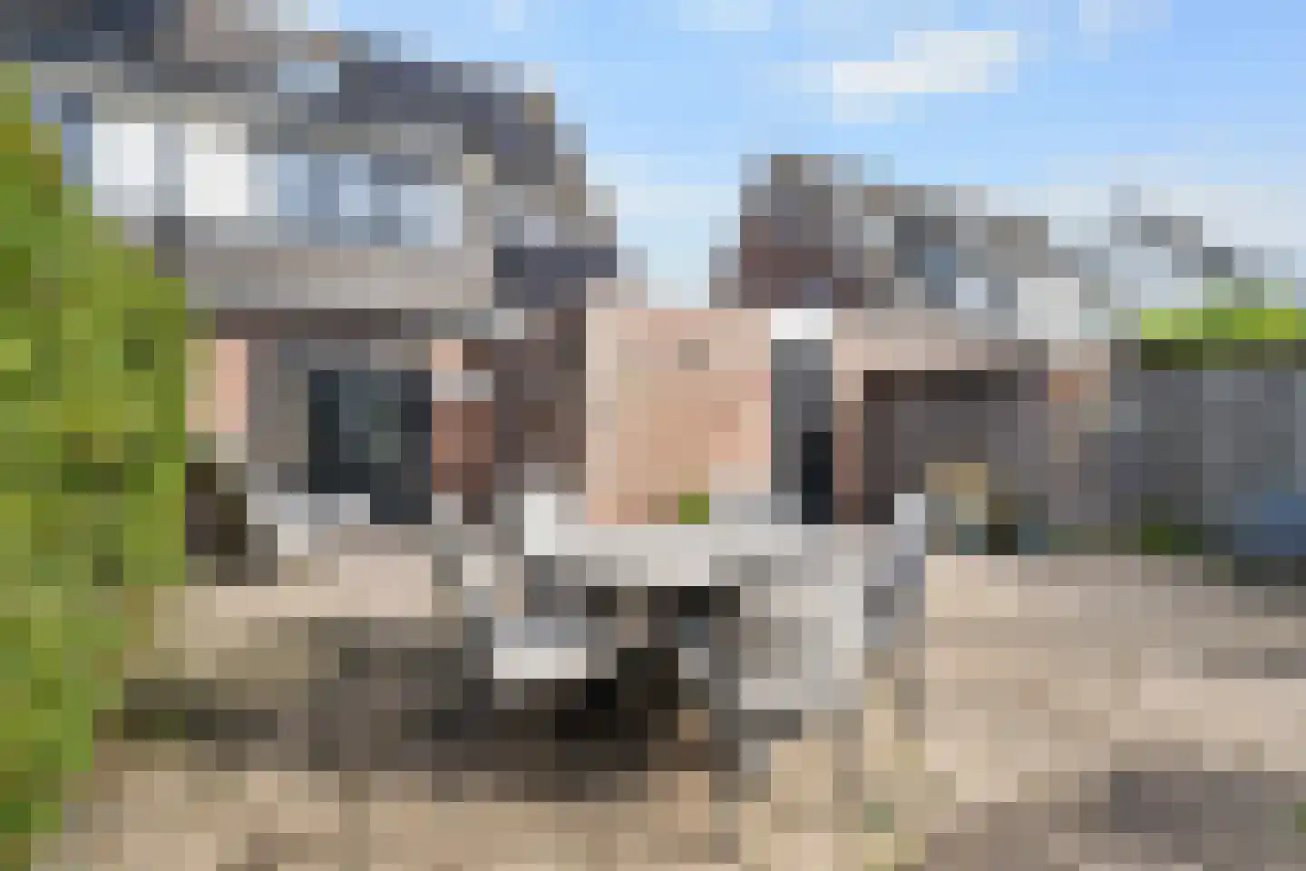 Duifkruid 33 Swifterbant thumbnail 6