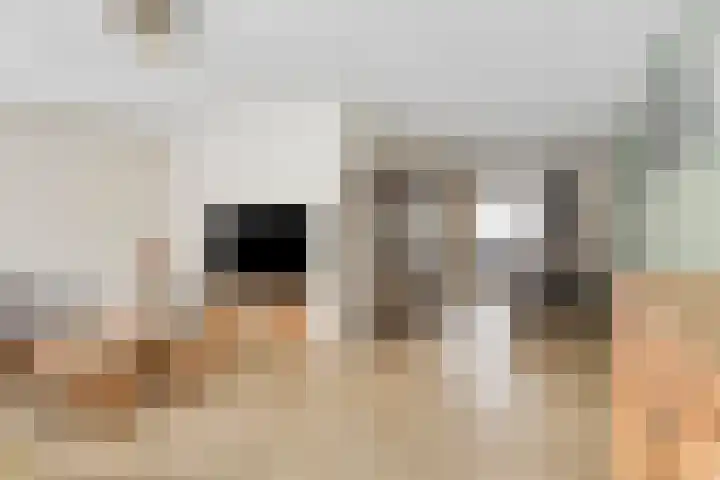 Duifkruid 36 Swifterbant thumbnail 11