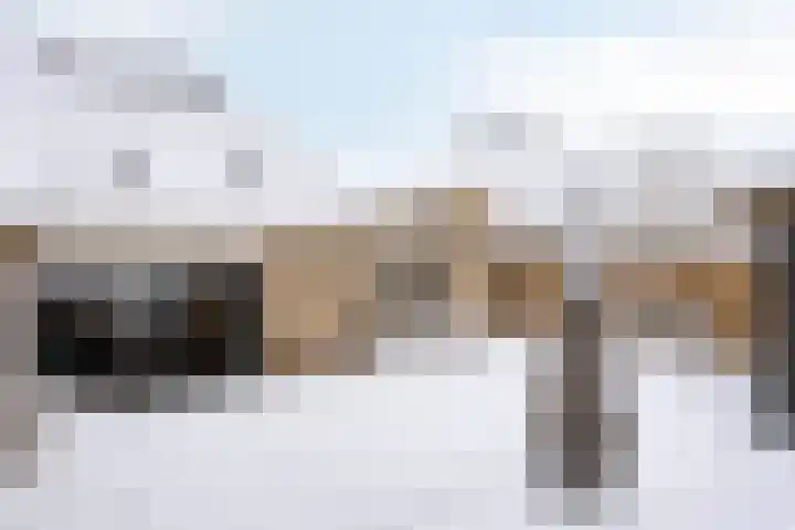Duifkruid 36 Swifterbant thumbnail 33