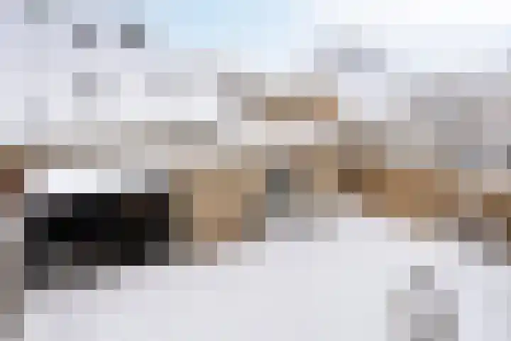 Duifkruid 36 Swifterbant thumbnail 34