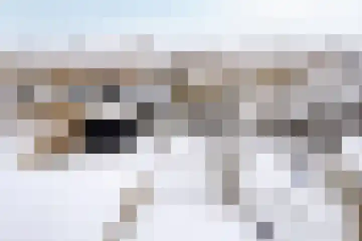Duifkruid 36 Swifterbant thumbnail 36