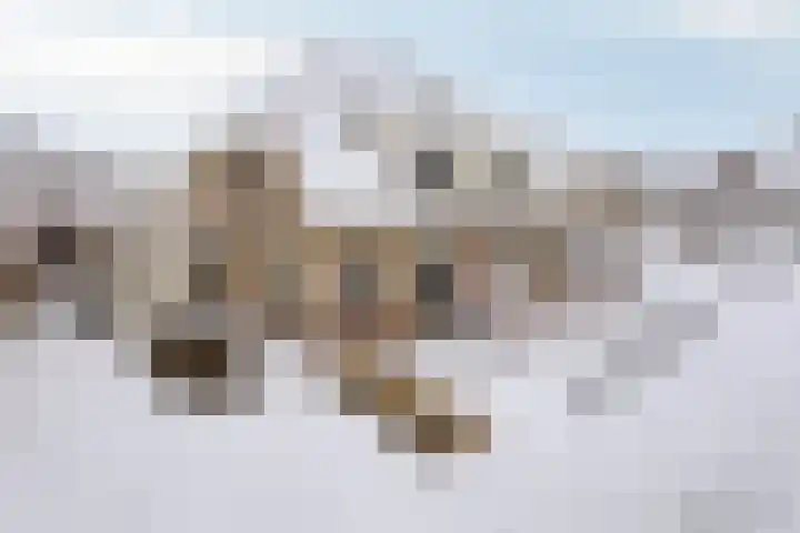Duifkruid 36 Swifterbant thumbnail 39