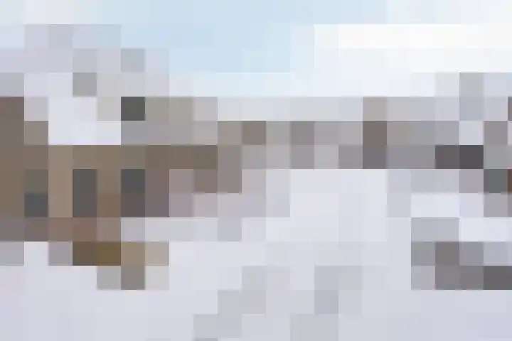 Duifkruid 36 Swifterbant thumbnail 41