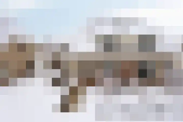 Duifkruid 36 Swifterbant thumbnail 5