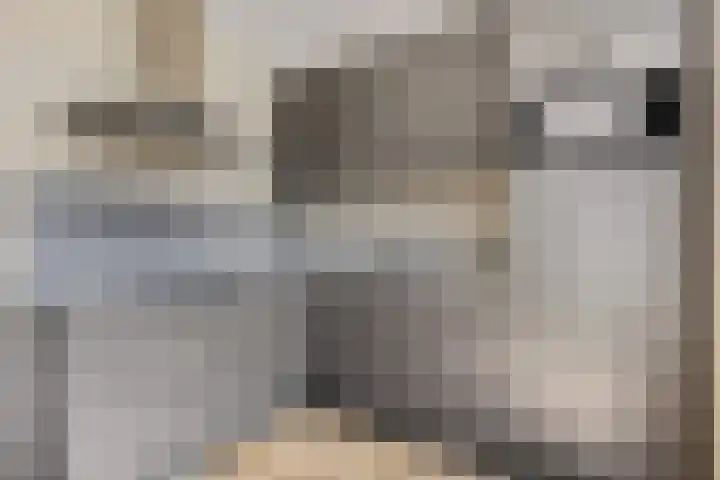 Duifkruid 37 Tiel thumbnail 4
