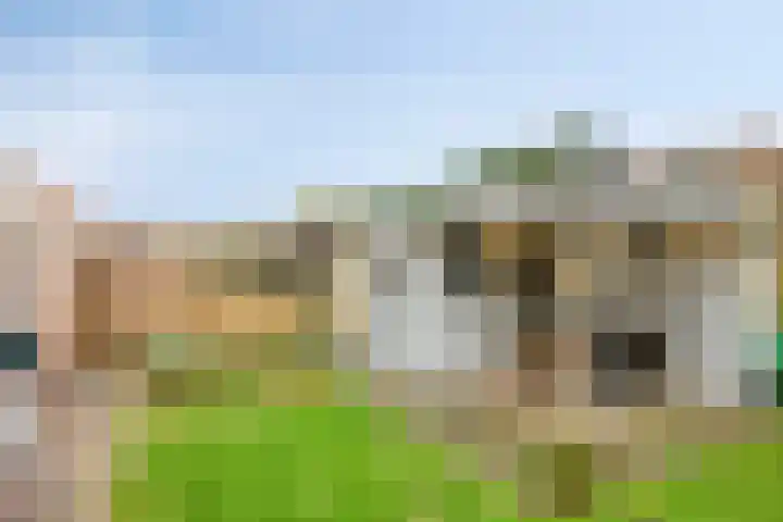 Duifkruid 45 Swifterbant thumbnail 31