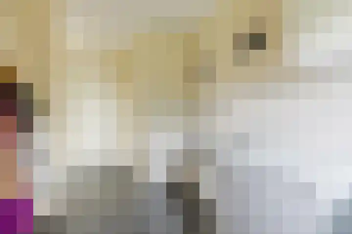 Duifkruid 48 Boxmeer thumbnail 15