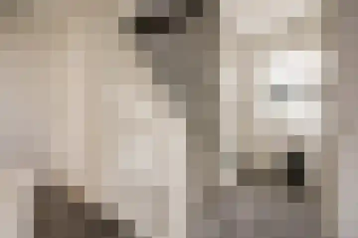Duifkruid 53 Swifterbant thumbnail 24