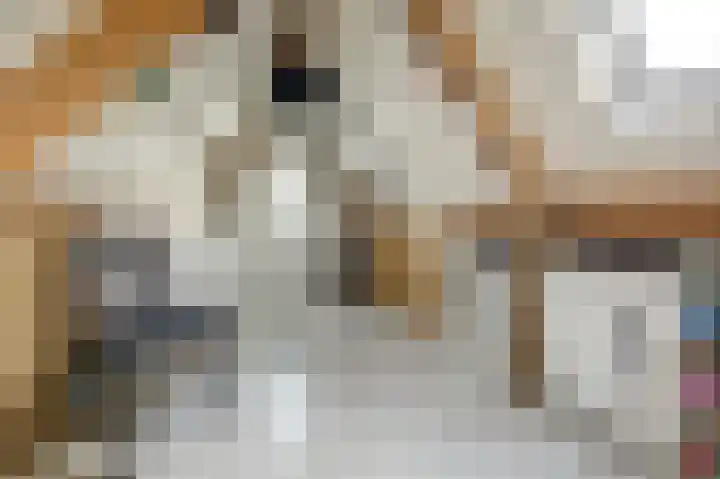 Duifkruid 53 Swifterbant thumbnail 26