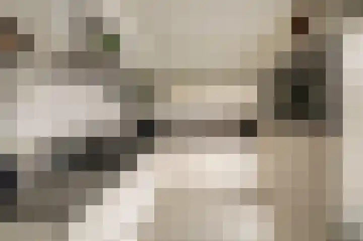 Duifkruid 53 Swifterbant thumbnail 4