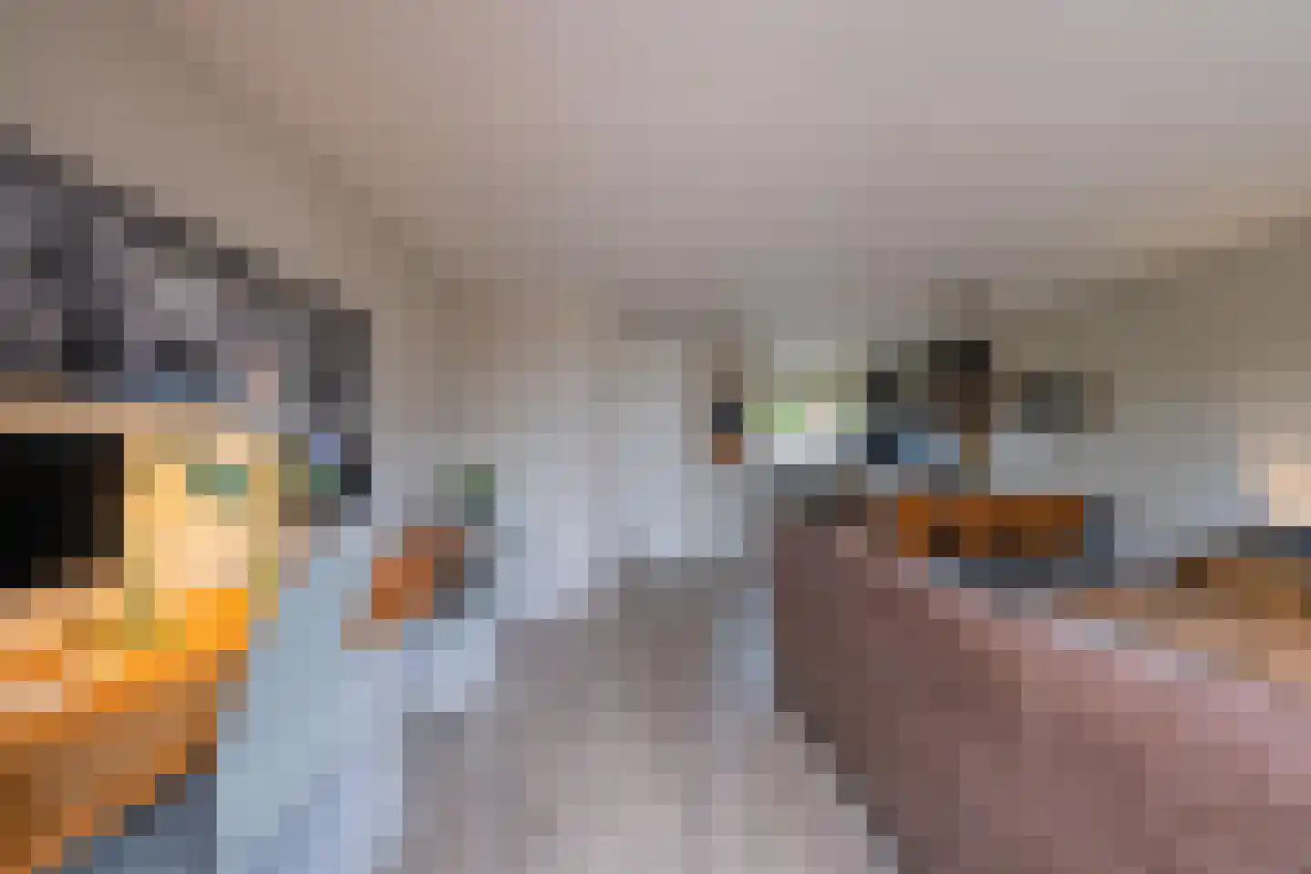 Duifkruid 60 Tiel thumbnail 16