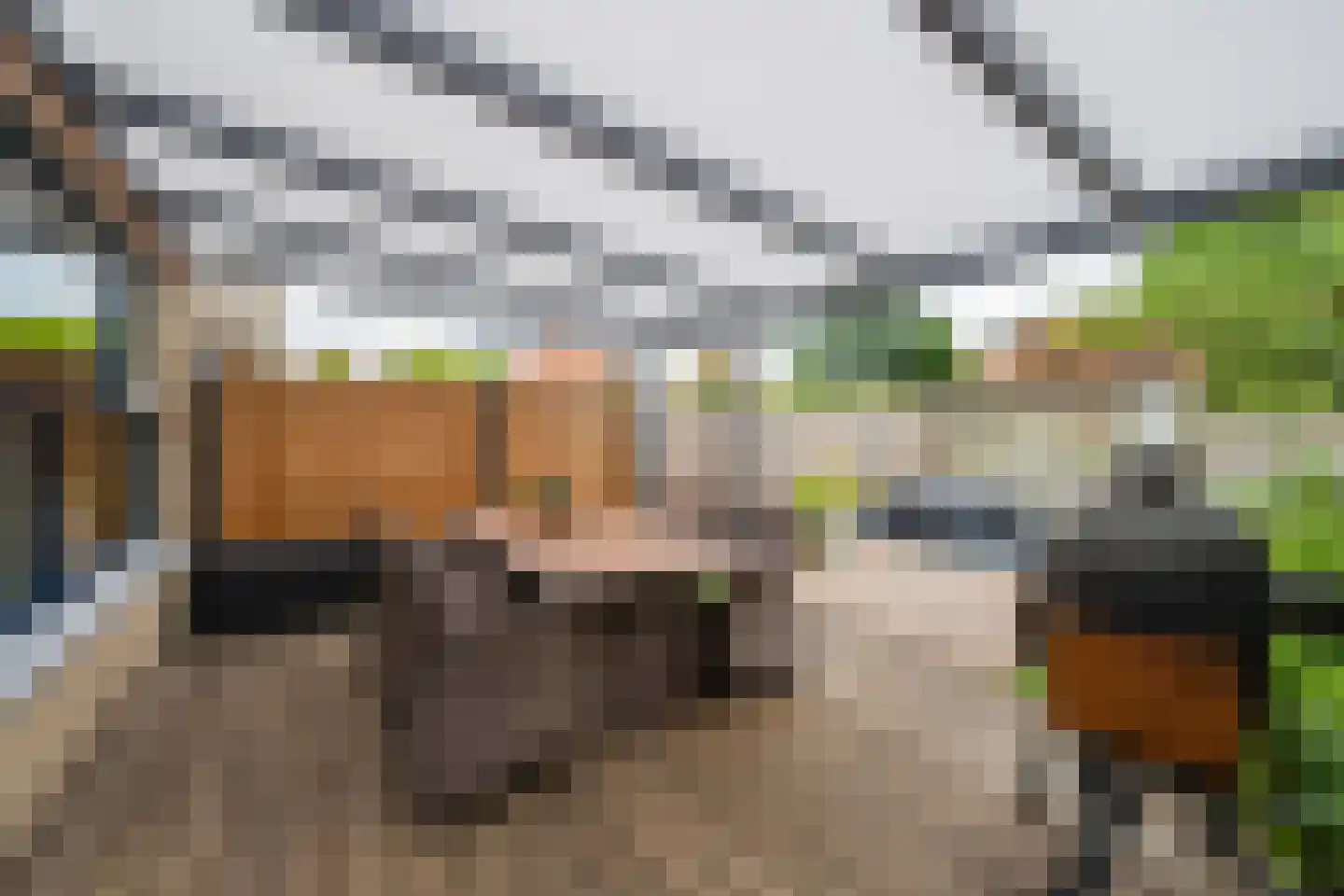 Duifkruid 60 Tiel thumbnail 25