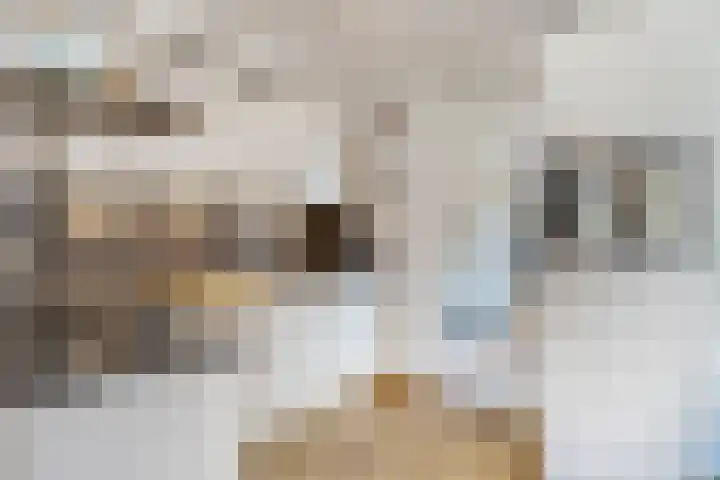 Duifkruid 67 Tiel thumbnail 11