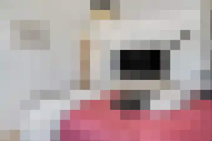 Duifkruid 67 Tiel thumbnail 18