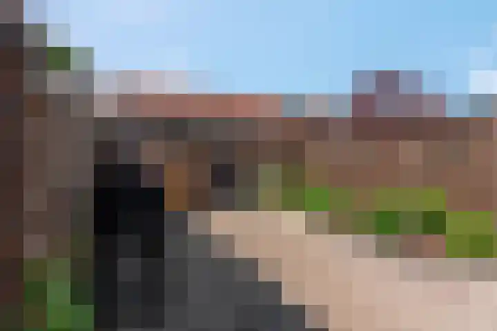 Duifkruid 67 Tiel thumbnail 33