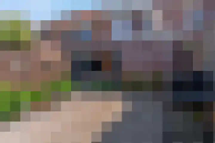 Duifkruid 67 Tiel thumbnail 34