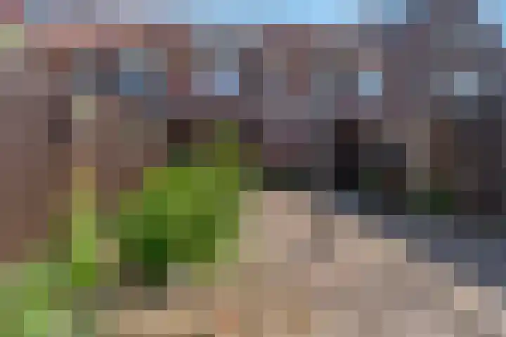 Duifkruid 67 Tiel thumbnail 36