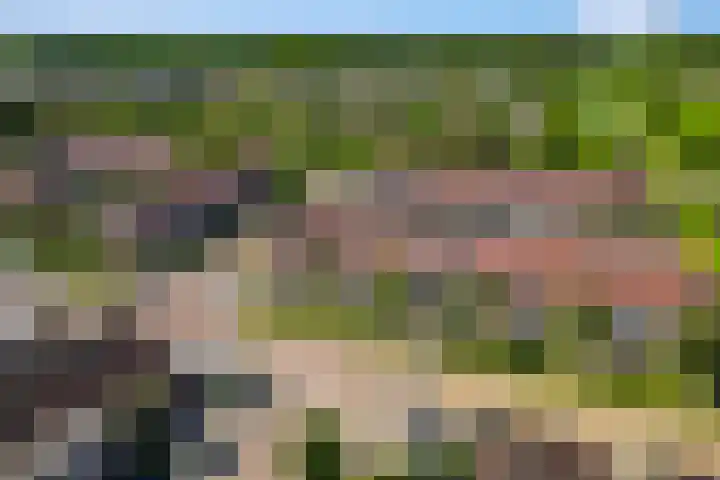 Duifkruid 67 Tiel thumbnail 41
