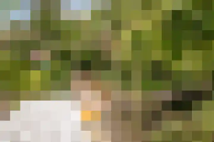 Duijvenbrug 9 Hoogkarspel thumbnail 38