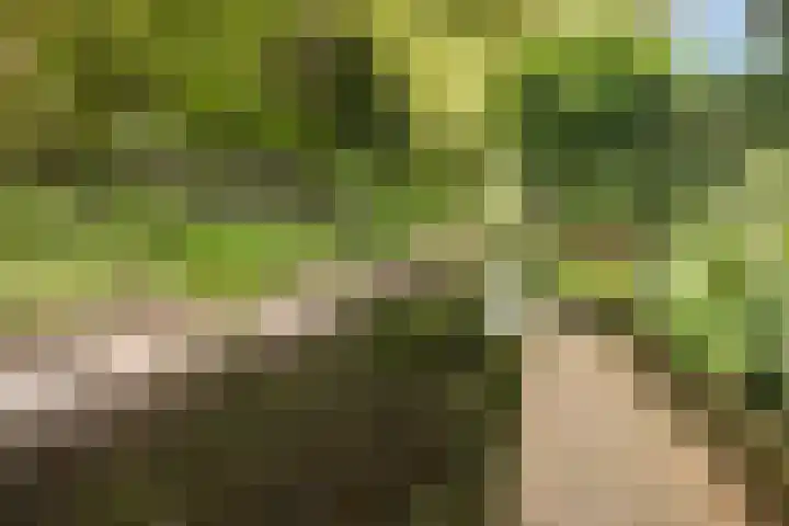 Duijvenbrug 9 Hoogkarspel thumbnail 42