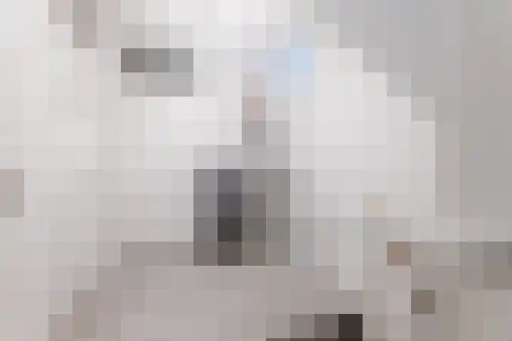 Duiker 11 Oss thumbnail 21