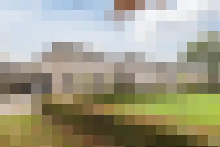 Duiker 11 Oss thumbnail 32