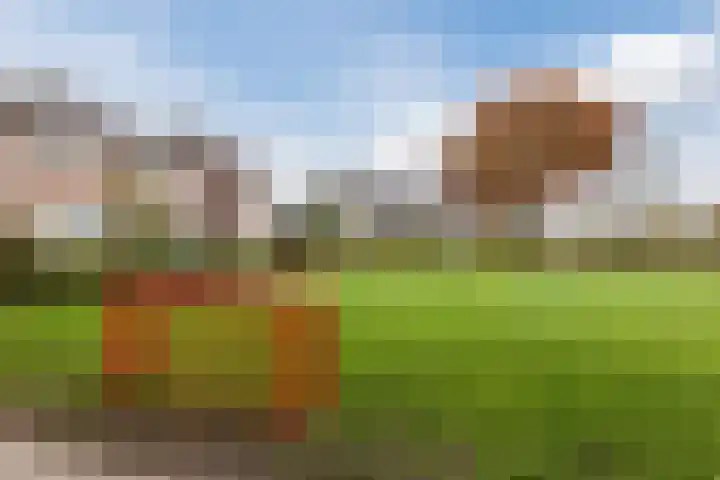 Duiker 11 Oss thumbnail 33