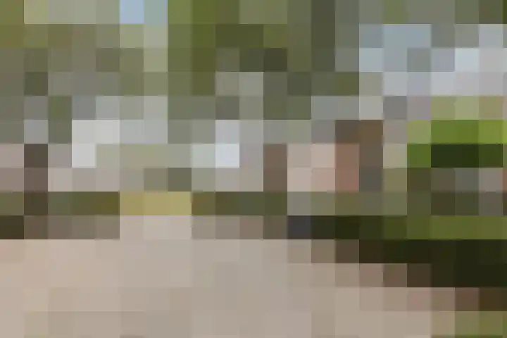 Duiker 11 Oss thumbnail 35