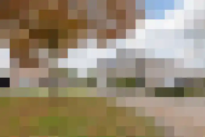 Duiker 11 Oss thumbnail 36