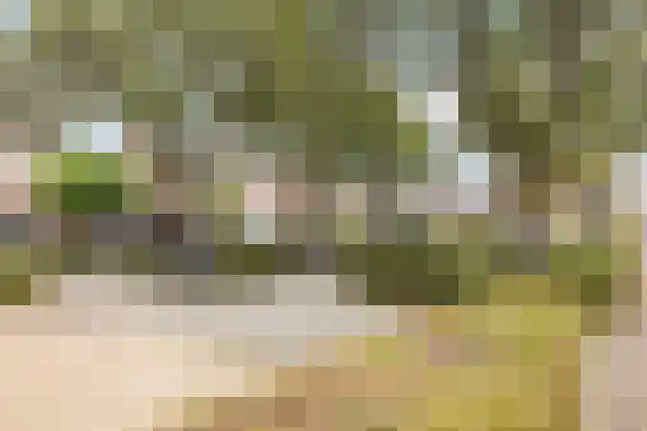 Duiker 11 Oss thumbnail 39