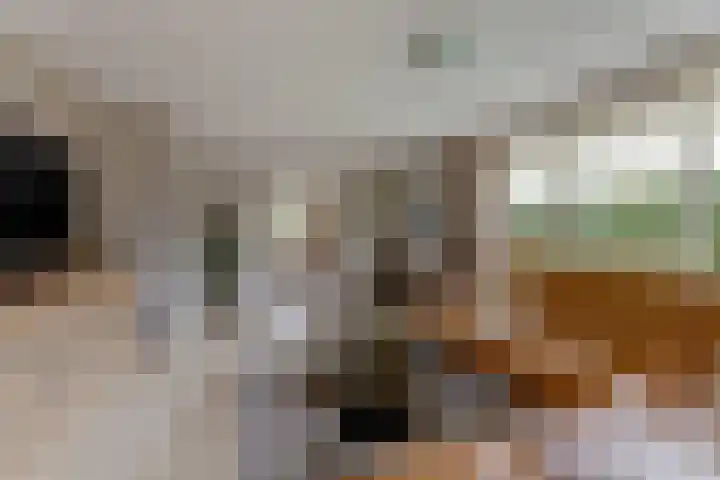 Duiker 16 Sneek thumbnail 30