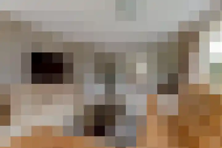 Duiker 16 Sneek thumbnail 31