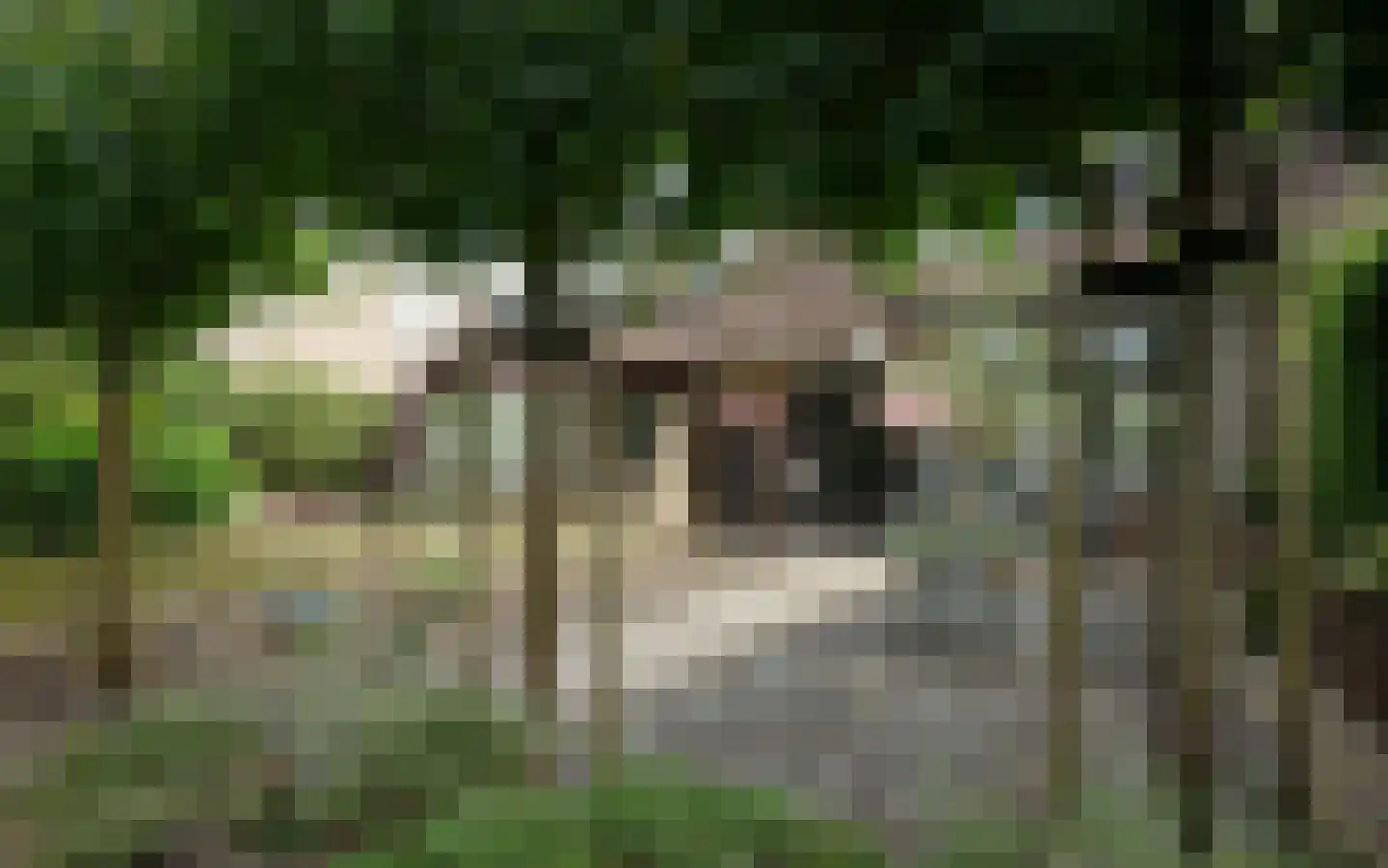 Duiker 40 Grootebroek thumbnail 54