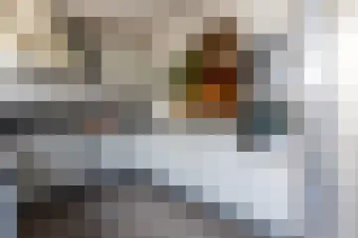 Duiker 42 Grootebroek thumbnail 23