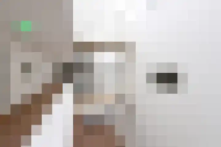 Duiker 63 Huizen thumbnail 12