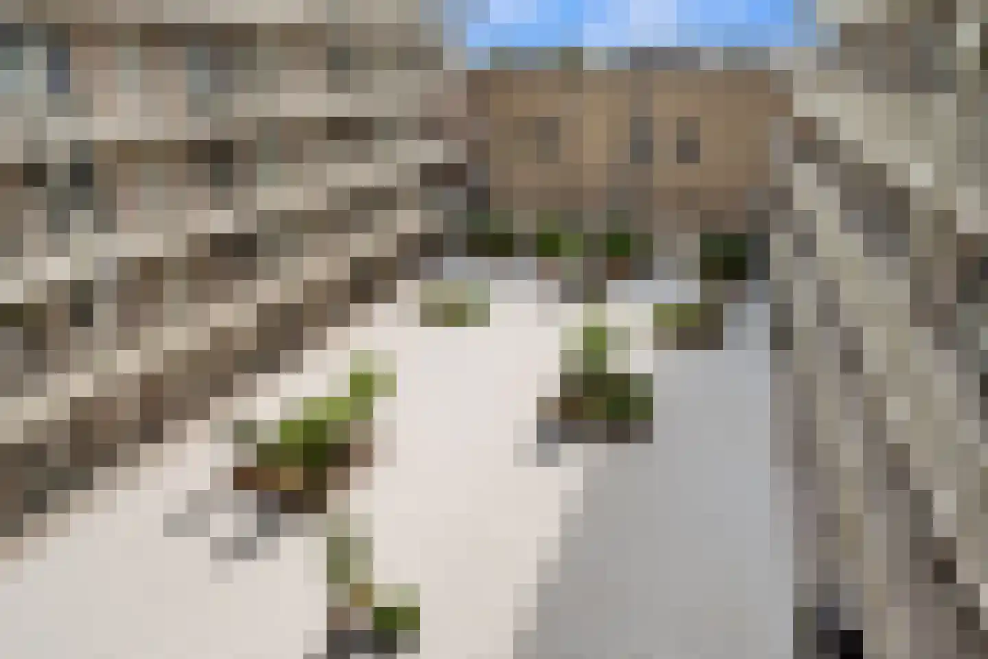 Duikerlaan 342 A Capelle aan den IJssel thumbnail 30