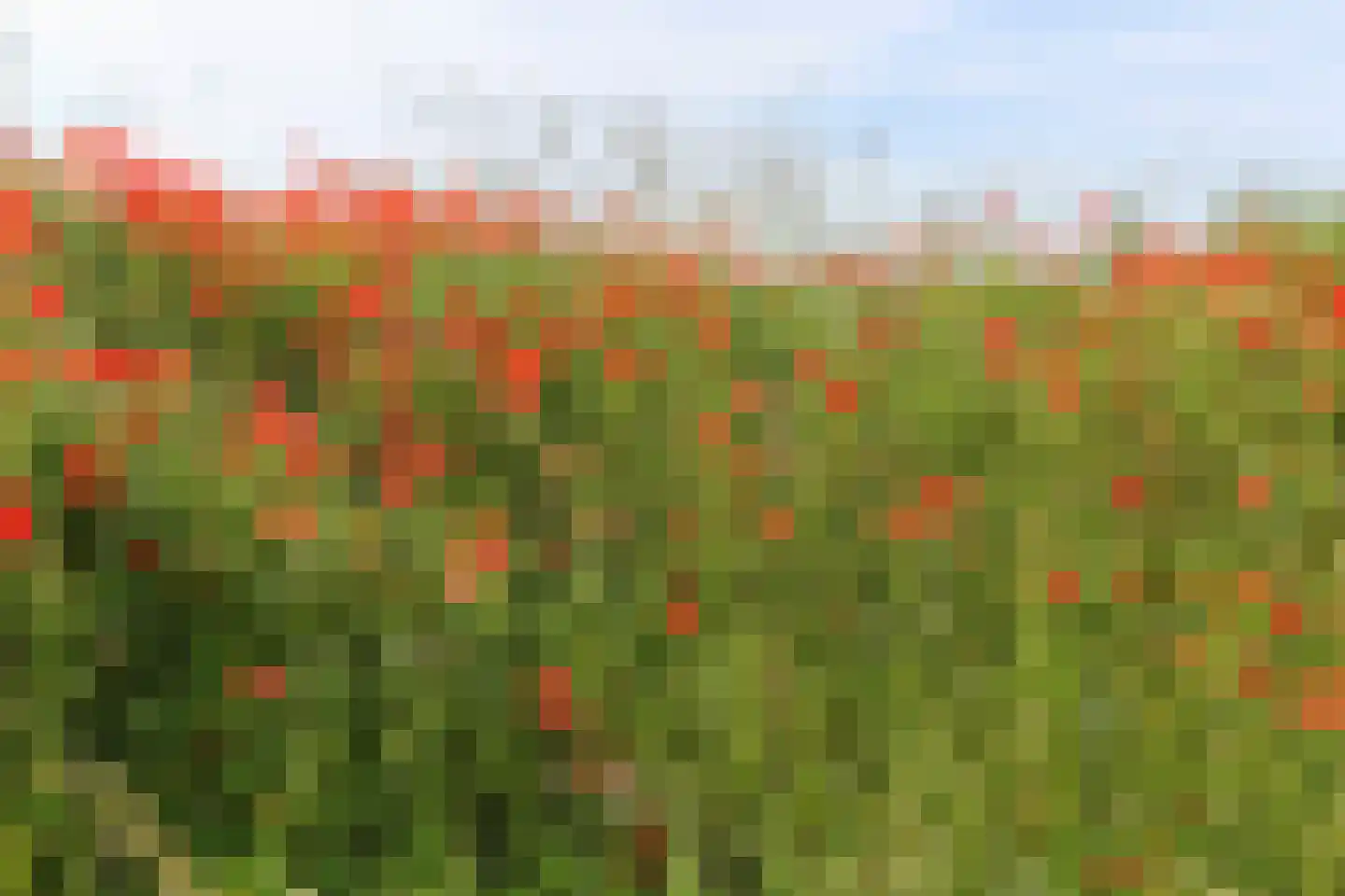 Duinakker 2 A Ouddorp thumbnail 10