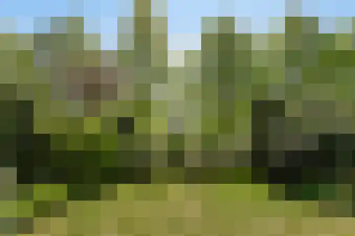 Duinakker 43 Roden thumbnail 55