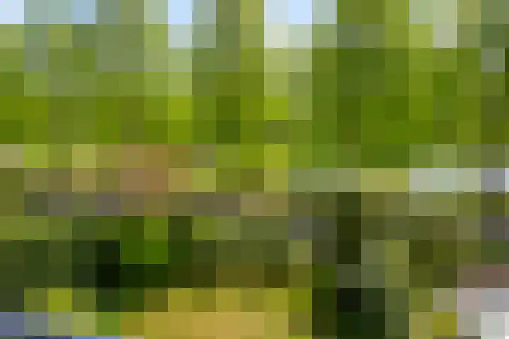 Duinakker 43 Roden thumbnail 65