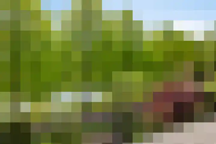 Duinakker 43 Roden thumbnail 66
